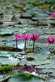 Waterlily on the Hévíz Lake.jpg