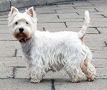 A small completely white terrier with standing up ears turns to face the camera. It has a shaggy coat, and its tail is raised.