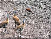 A group of West Indian whistling ducks and a Jacana