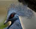 Western Crowned Pigeon.jpg