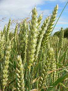 Bushels of Wheat.