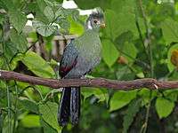 White-cheeked Turaco RWD2.jpg