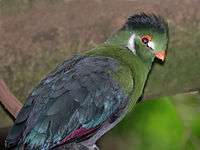 White-cheeked Turaco RWD3.jpg