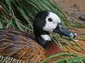 White-faced Whistling-Duck (Dendrocygna viduata) RWD2.jpg