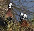 White-faced Whistling Duck 2 (5375533475).jpg