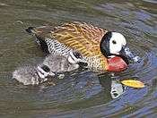 White-faced Whistling Duck with chicks RWD.jpg