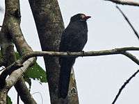 White-fronted Nunbird RWD.jpg