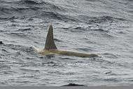 White Killer Whale 2008-02-23 002.jpg