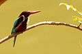 White throated kingfisher (Sanjay Gandhi Biological Park).jpg