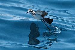 White-faced storm petrel in flight close to the sea surface