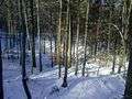 Winter beech forest.jpg