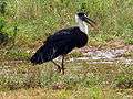 Wooly necked stork 4.jpg