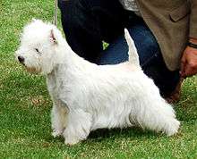 A white terrier photographed from the side, it has longer hair than normal which reaches down nearly as far as it's feet. The hair on its head is puffed up.