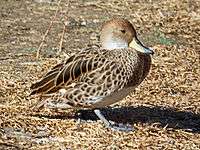 Yellow-billed Pintail RWD2.jpg