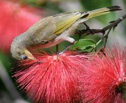 Yellow Honeyeater.jpg