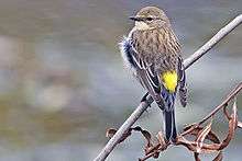 Yellow rumped warbler - natures pics.jpg