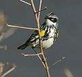 YellowrumpedWarbler07.jpg