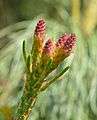 Young seed cones of Pinus pumila BG Tallinn.jpg