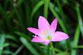 Zephyranthes grandiflora (3) 1200.jpg