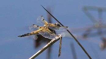 File:Libellula quadrimaculata.ogv