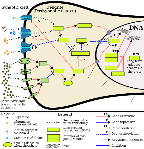 The signaling cascade involved in psychostimulant addiction