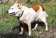 Elderly red Cattle Dog walking in the bush