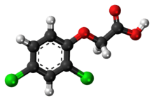 Ball-and-stick model of 2,4-dichlorophenoxyacetic acid