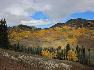 A photo of aspens in fall along the Crooked Creek Road.