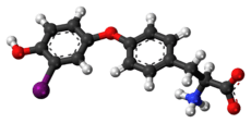 Ball-and-stick model of the 3'-monoiodothyronine molecule as a zwitterion