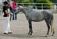 A standing grey pony with a girl holding the lead rope.