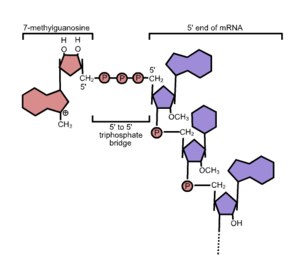 5'cap structure