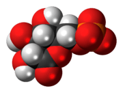 Space-filling model of the 6-phosphogluconolactone anion