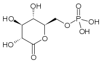 Skeletal formula of 6-phosphogluconolactone