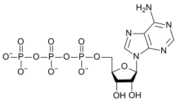 Skeletal chemical structure with a linear chain of O-P-O bonds connected to three different carbon-nitrogen rings.