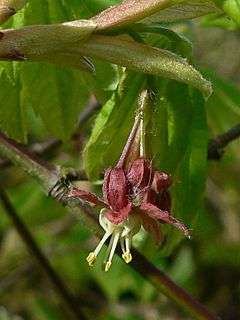 Red flower on vine maple branch.