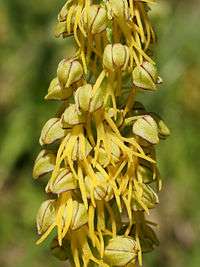 Its flowers resemble a human figure. The head is formed by the petals and sepals, and the suspended torso and limbs by the lobes of the labellum.