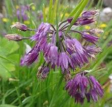  Flowers of Allium farreri