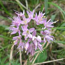 Allium stellatum Line Drawing