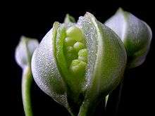 Unripe Alstroemeria seed pod cut open to demonstrate seed