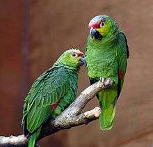 A green parrot with yellow cheeks and a red forehead