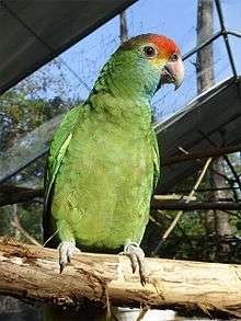 A green parrot with light-blue cheeks, a yellow mark between the eyes and the beak, a red forehead, a brown nape, and light-grey eye-spots