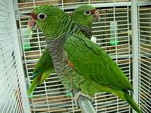 A green parrot with a light-brown throat, a dark red mark between the eyes and the beak, and white eye-spots