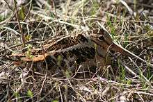 Scolopax minor concealed in grass