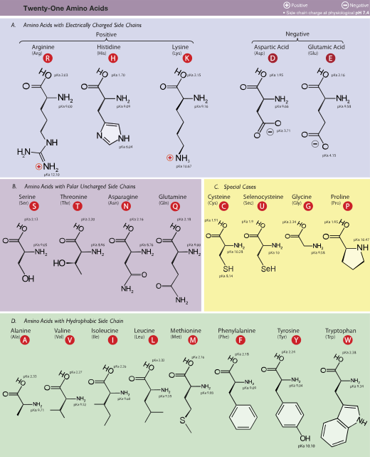 Table of amino acids