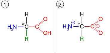 An amino acid which is shown in two ionization states