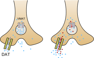 An image of methamphetamine pharmacodynamics