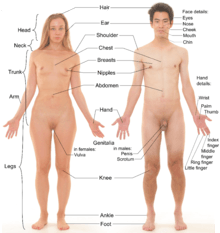 Photograph of an adult female human, with an adult male for comparison.  Note that both models have partially shaved body hair.