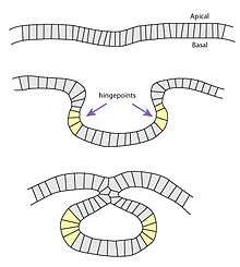 apical constriction during neurulation.