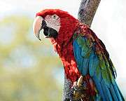 A red parrot with a white face, blue wings, and green shoulders