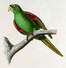 A green parrot with a red forehead